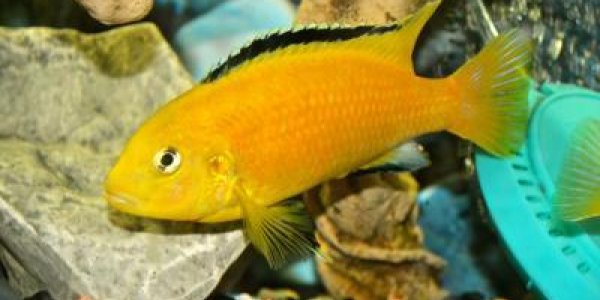 Memory Like A...Fish? They Remember What They Were Fed 12 Days Later