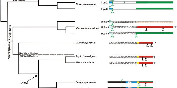 Resurrection In Evolution: IRGM Gene's Death And Rebirth