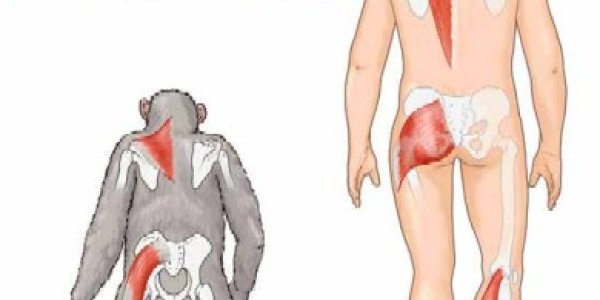 Another Just-So Story, This Time About Fists