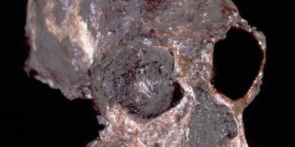 Old World, New World Large-Brained Simians Rose Independently From Common Smaller-Brained Ancestors