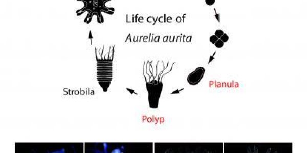 The Life Cycle Of A Jellyfish (and A Way To Control It)