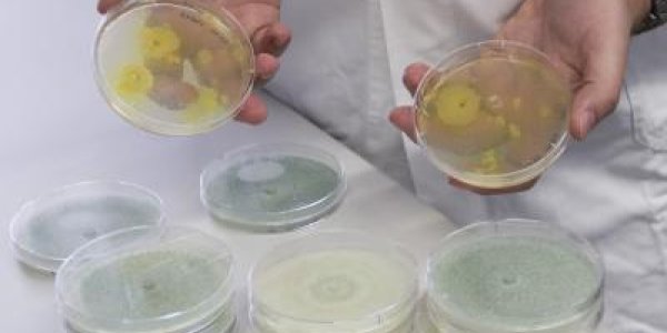 Erythritol Sweetener: No Calories, No Tooth Decay, Now Made From Straw