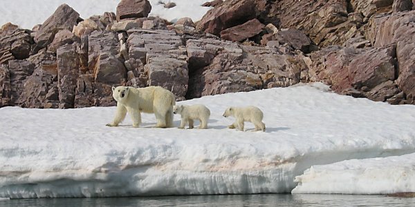 Arctic Extremophile Winter Pep Talk