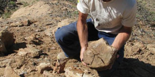 Were Polar Dinosaurs The First Nomads?