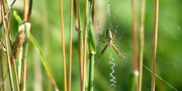 Spiders Get Extreme To Enforce Fidelity In Mates