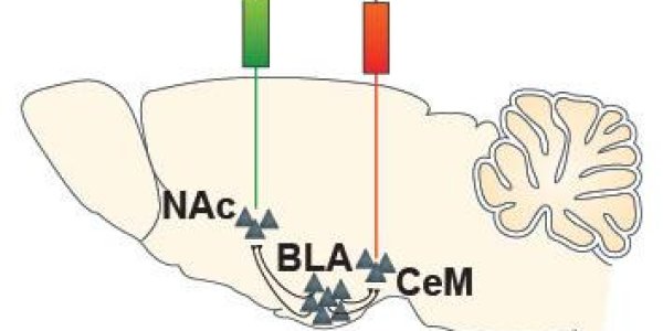 Positive Vs. Negative Association Brain Circuitry Discovered In Mice