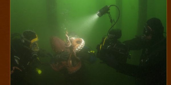 Squid Refuse To Be Outdone By Octopuses, Film Themselves