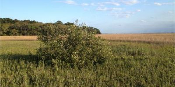 Fewer Killing Frosts Are Good For Mangrove Forests, Bad For Salt Marshes