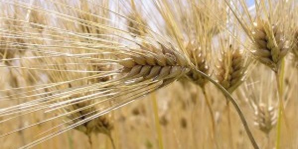 Gluten-Free Is Still A Fad For Most