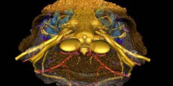 How Did Vertebrates Evolve A Face?