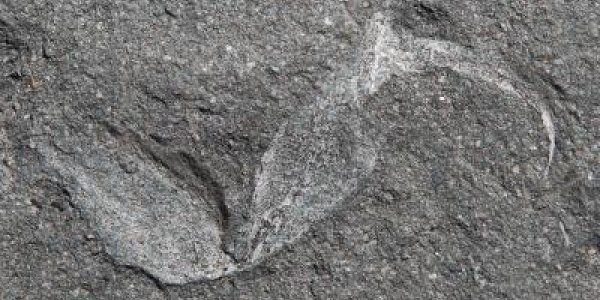 Gondwanascorpio Emzantsiensis: Oldest Land-living Animal From Godwana Discovered