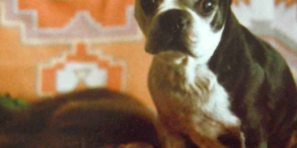 Single Drug Lethal Injection --- For Animals