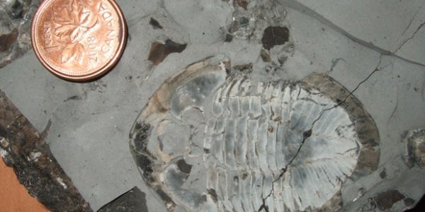 The Biggest Trilobite In The World