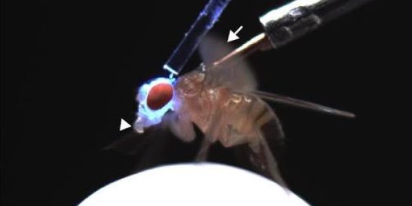 Fruit Fly Sexuality Altered With Mutant Gene