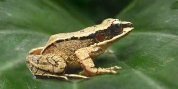 Odorrana Tormota - Female Frog's Ultrasonic Way Of Asking For Sex