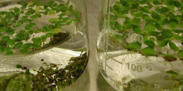 Duckweed: Pest Has Potential To Become Biofuel Powerhouse