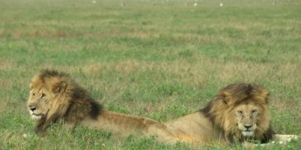 Sustainable Hunting Will Boost Lion Numbers