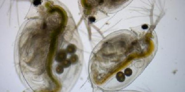 Predators Will Help Prey Evolve With Climate Change