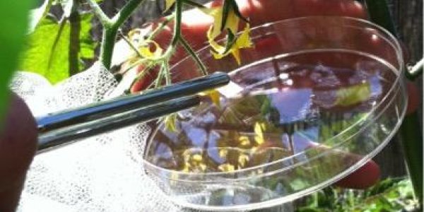 Urban Pollinators Get The Job Done