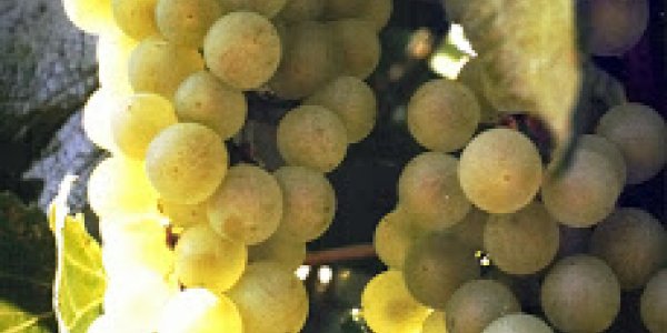 Why GMO Wine Grapes Would Be Cool
