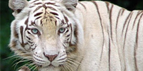 The Myth of the Endangered  White Tiger