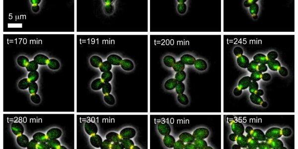 Live cells in real time