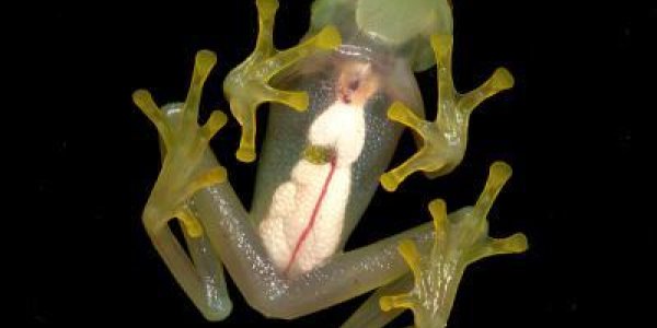 Peru's Manu National Park Sets New Biodiversity Record