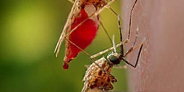 A Malaria Science Breakthough