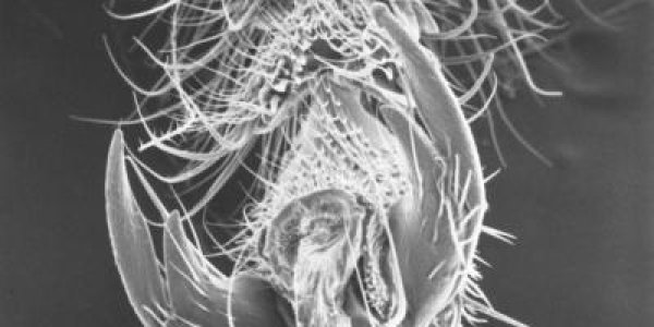 Sweet Tooth Is Nothing - Honeybees Have A Sweet Claw Also