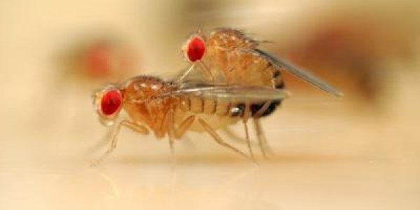 Revealed: What Happens In Female Brains During Courtship And Mating