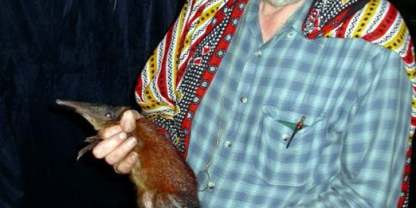 Discovery: First New Species Of Giant Elephant-Shrew In 126 Years