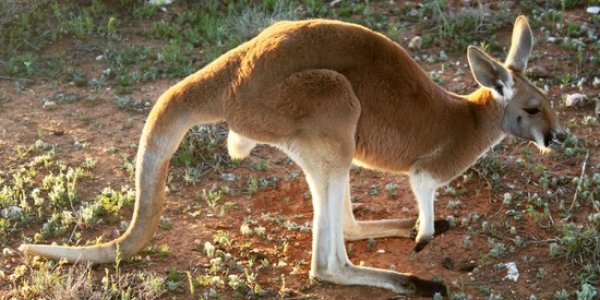 Kangaroo Discovery - The First Animal To Use Its Tail As A Leg