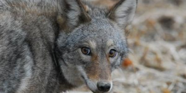 Environmental Catastrophe Looming: Invasive Coyotes Wiping Out Eastern Deer Populations