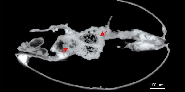 The Mystery Of Giant Sperm - Sometimes Size Really Does Matter