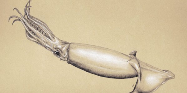 Gorgeous Illustration of Humboldt Squid