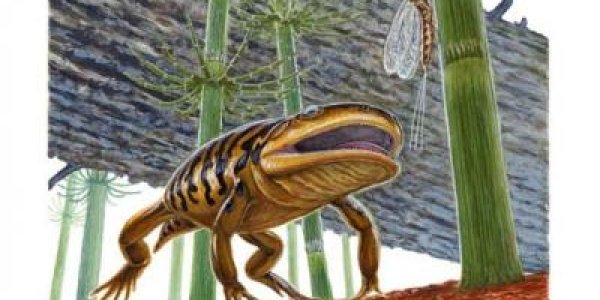 Gerobatrachus Hottoni - The Missing Link Between Salamander And Frog