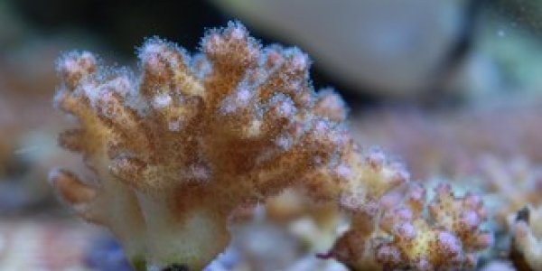 Microalgae Pay Their Coral Reef Rent With Sugar And Fat