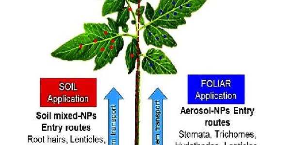 Tomatoes With Nano-Sized Nutrients Get Boost In Growth And Antioxidants