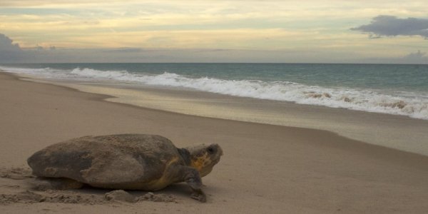For Sea Turtles, There's No Place Like Magnetic Home