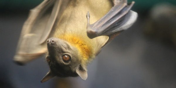 Ebola: Bats Get A Bad Rap When It Comes To Spreading Diseases