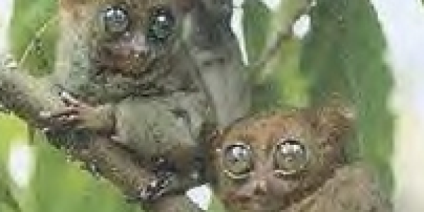 Tarsiers
