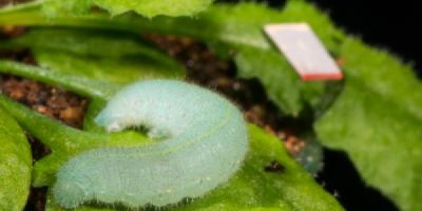 Plants Respond To Vibrations Caused By Insects Chewing Their Leaves
