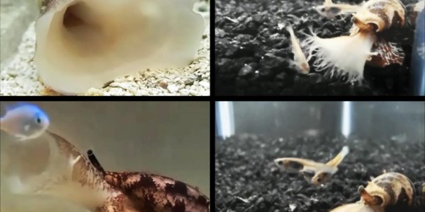 Weaponizing Insulin - Predatory Sea Snails Do It