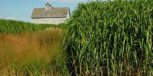 The Downside To Biofuels - They Can Be Invasive Crops