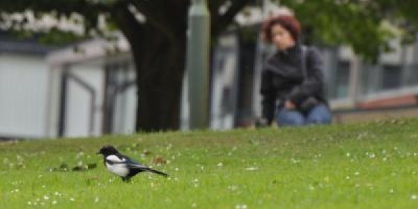 Magpies Are Only 3 Percent The Thieves We Think They Are