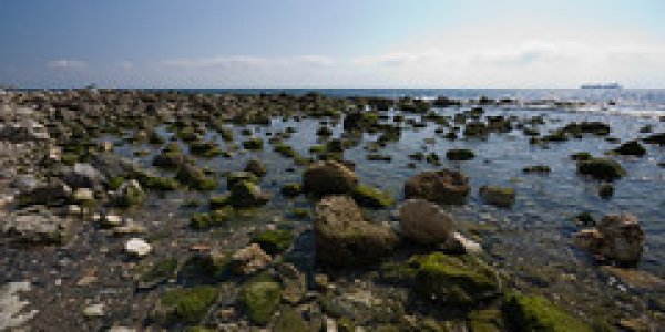 Migration to the Sea Relatively Recent Event for Salmon