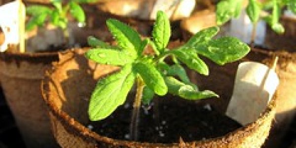 This is Your Grow-Op Calling...err Twitting