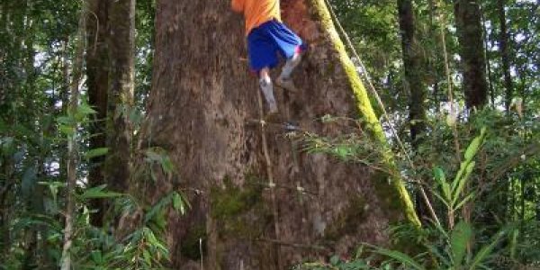 Super-charged Tropical Trees Of Borneo Vitally Important For Global Carbon Cycling