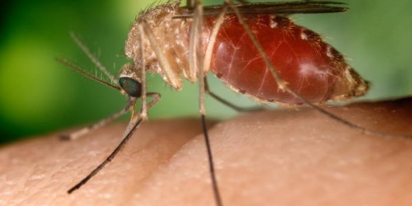 Mosquitoes Capable Of Spreading West Nile Virus Exist In Large Numbers In The South Of Europe
