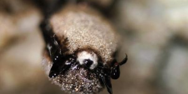 Bat Killer: White Nose Syndrome Fungus Can Survive In Caves, Even Without Bats